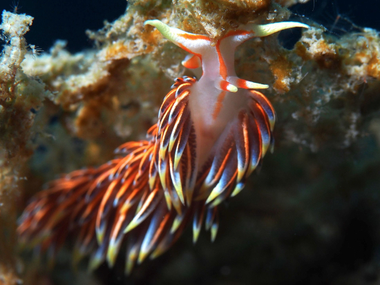  Caloria indica  (Sea Slug)